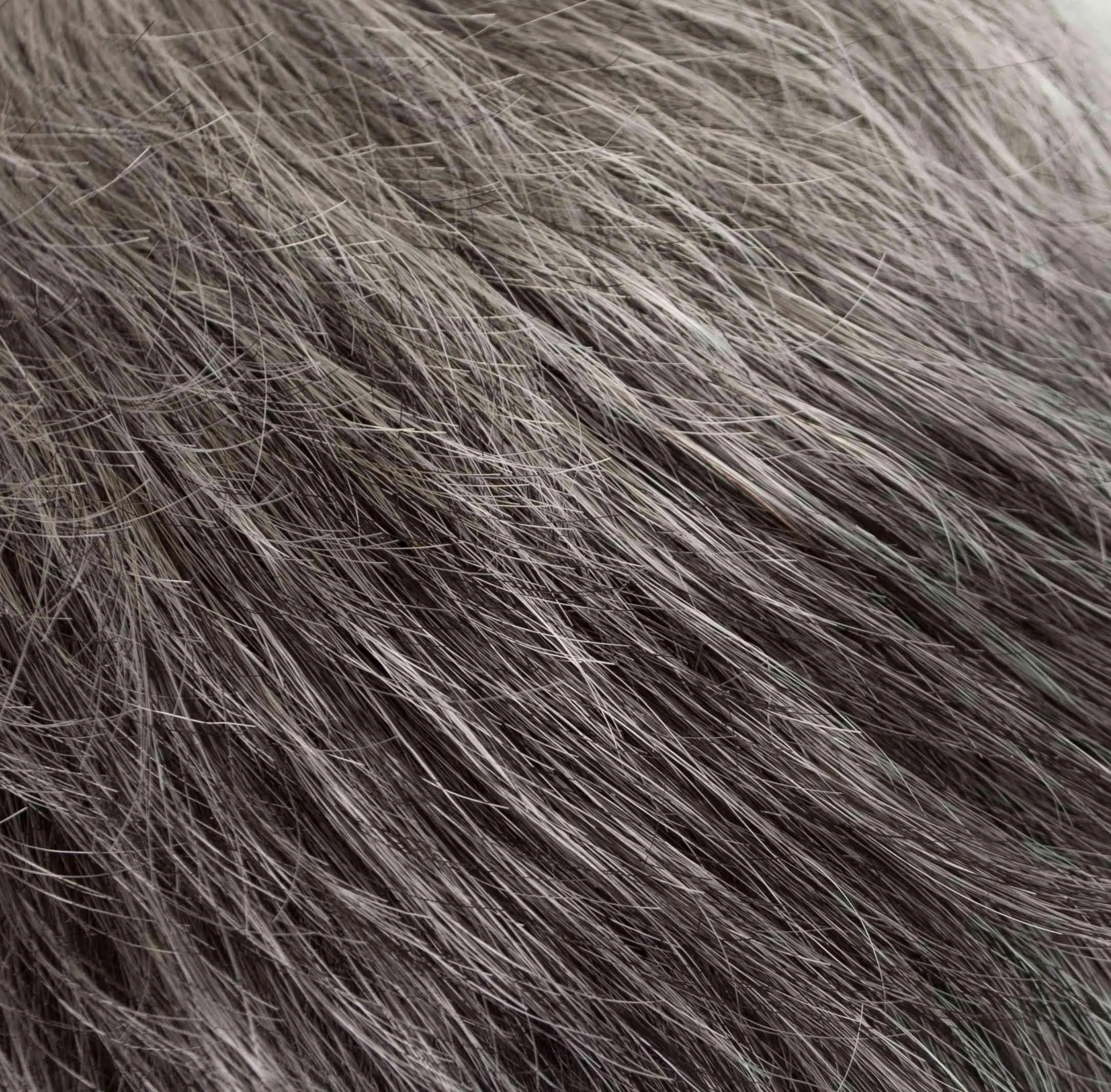 Ultra Petite Dot Wig by Tony of Beverly | Synthetic Wig (Traditional Cap)